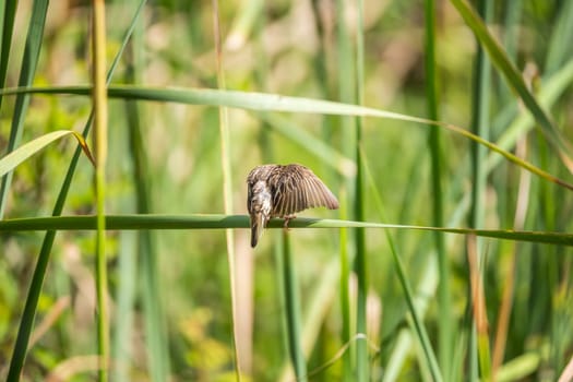 Bird (Streaked weaver, Ploceus manyar) female brown, white and grey color perched on a tree in a nature wild