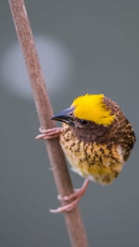Bird (Streaked weaver, Ploceus manyar) males brown, white and yellow color perched on a tree in a nature wild