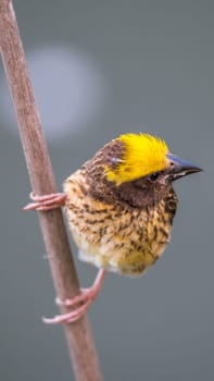 Bird (Streaked weaver, Ploceus manyar) males brown, white and yellow color perched on a tree in a nature wild