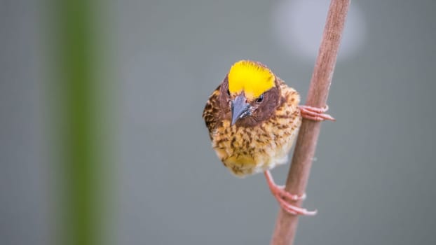 Bird (Streaked weaver, Ploceus manyar) males brown, white and yellow color perched on a tree in a nature wild