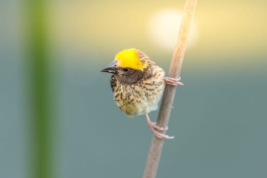 Bird (Streaked weaver, Ploceus manyar) males brown, white and yellow color perched on a tree in a nature wild