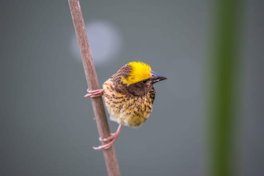 Bird (Streaked weaver, Ploceus manyar) males brown, white and yellow color perched on a tree in a nature wild