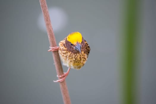 Bird (Streaked weaver, Ploceus manyar) males brown, white and yellow color perched on a tree in a nature wild
