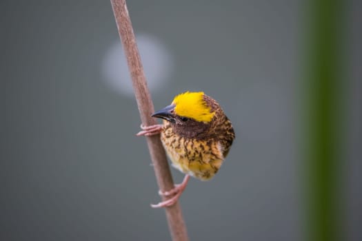 Bird (Streaked weaver, Ploceus manyar) males brown, white and yellow color perched on a tree in a nature wild