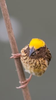 Bird (Streaked weaver, Ploceus manyar) males brown, white and yellow color perched on a tree in a nature wild