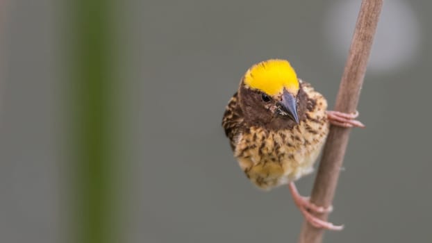 Bird (Streaked weaver, Ploceus manyar) males brown, white and yellow color perched on a tree in a nature wild