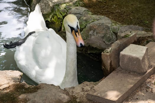 A swan sitting on a rock. High quality photo, A white swan swims on the water in a pond. A swan close-up. A rocky shore in front of it