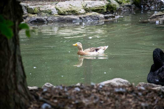 gray duck swims in the middle of the pond. general plan of the pond. duck swims on the water