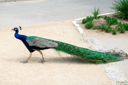 A male peacock crosses the road. His tail is folded, and there are bright blue feathers on his head.