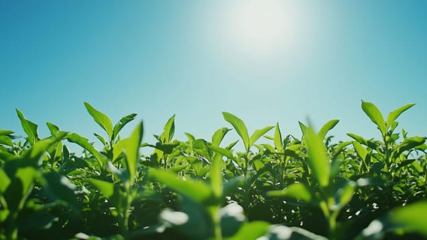 Close up fresh lush green plant seedlings plantation, gardening, agriculture background, blue sky, sunny summer day, low angle view