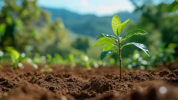 Close up fresh green plant seedlings plantation, gardening, agriculture background, sunny summer day