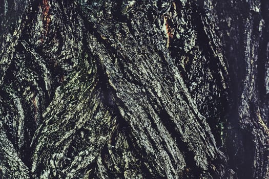 the tough protective outer sheath of the trunk, branches, and twigs of a tree or woody shrub