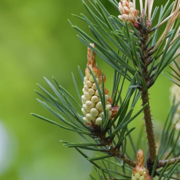 Young male cones of Scots pine