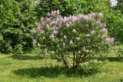 A small flowering bush of the young lilac