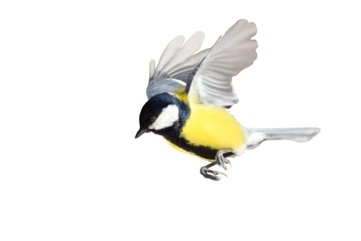 beautiful bird, titmouse in flight isolated on white , wildlife, birds