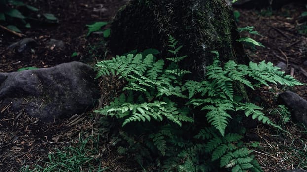 Nestled against a mossy tree trunk, this fern adds a touch of life and color to the forest floor. High quality photo