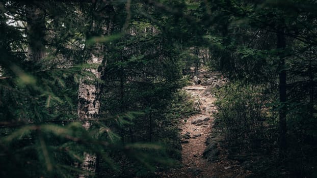 A rocky, uneven trail climbs steeply through the forest, surrounded by dense foliage and tall trees. Each step feels like a triumph as nature provides its own challenging path to the top.