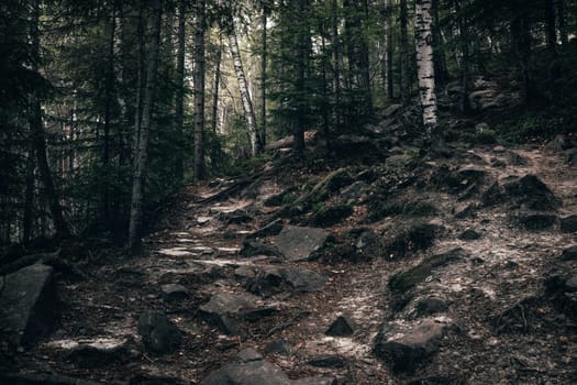 A rocky, uneven trail climbs steeply through the forest, surrounded by dense foliage and tall trees. Each step feels like a triumph as nature provides its own challenging path to the top.