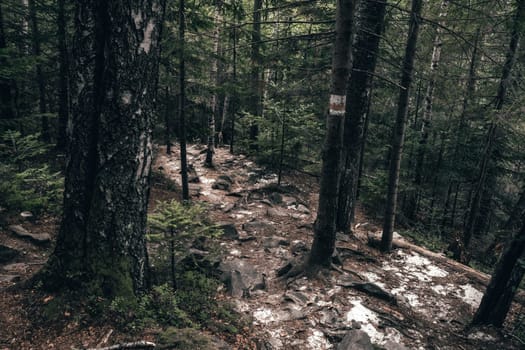 A rocky, uneven trail climbs steeply through the forest, surrounded by dense foliage and tall trees. Each step feels like a triumph as nature provides its own challenging path to the top.