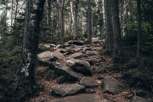 A rocky, uneven trail climbs steeply through the forest, surrounded by dense foliage and tall trees. Each step feels like a triumph as nature provides its own challenging path to the top.