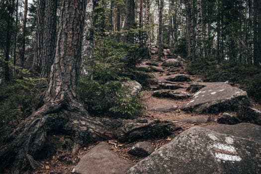 A rocky, uneven trail climbs steeply through the forest, surrounded by dense foliage and tall trees. Each step feels like a triumph as nature provides its own challenging path to the top.
