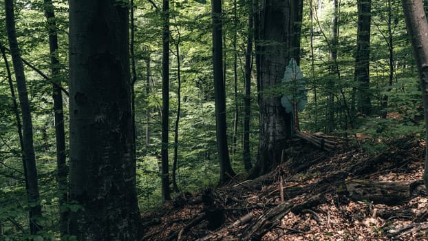 A narrow path winds through the dense forest, leading into the depths of the woods. The tall trees create a canopy, casting dappled light and shadows across the earthy trail.