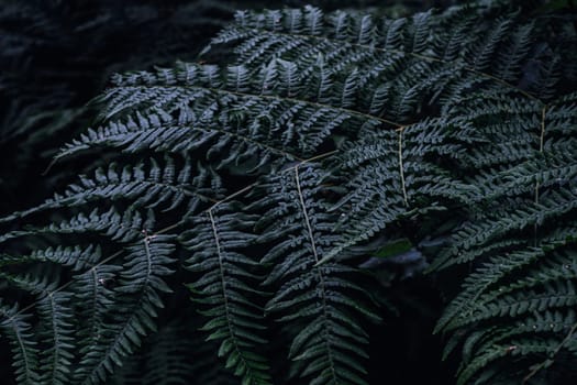 Close-Up of Lush Green Ferns in the Forest. High quality photo