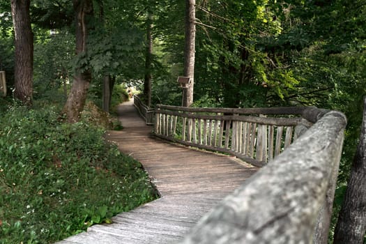 Forest path with railing, green trees. High quality photo