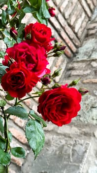 Vibrant red roses in bloom against textured stone wall background.