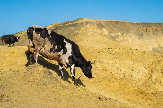 black and white cow walking down a sandy hill. cow walking down a narrow path, bright sunny day.