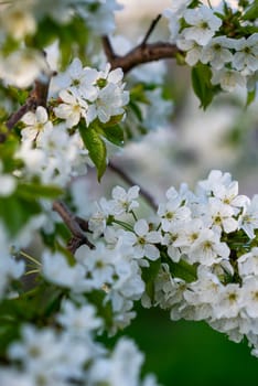 A close up of a flower. High quality photo, cherry blossom tree. many white flowers on a bright sunny spring day. vertical photo