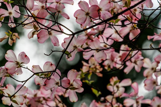 Inniswood Metro Gardens, Westerville, Ohio