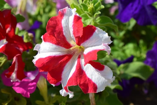 A close-up view of a vibrant petunia flower (ultra red star) with red and white petals. The flower has a striking pattern, resembling a candy cane with alternating red and white stripes.
