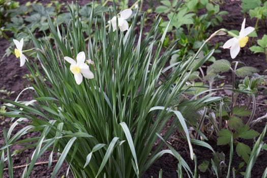 A cluster of daffodils with white petals and yellow centers, growing in a garden bed. The surrounding soil is dark and partially covered with green foliage. White and Yellow Daffodils in Garden Bed