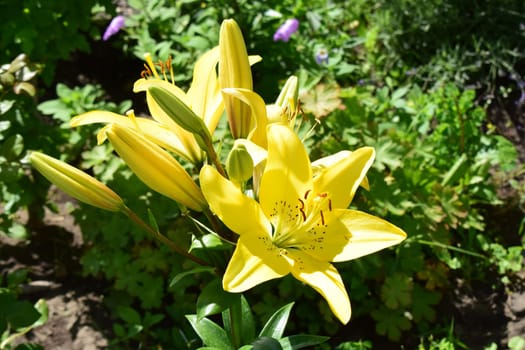A cluster of vibrant yellow lilies in full bloom, surrounded by lush green foliage. The lilies have prominent, elongated petals and dark stamen, creating a striking contrast.