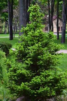 A lush green coniferous tree, possibly a spruce, situated in a park or garden environment. The tree is surrounded by well-maintained grass and other trees in the background, with a building partially visible.