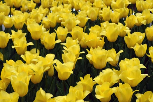 A field densely populated with yellow tulips, all blooming in harmony. The flowers stand out for their vibrant color and are surrounded by dark green foliage, creating a pleasing visual contrast. The arrangement reflects a natural, lush environment