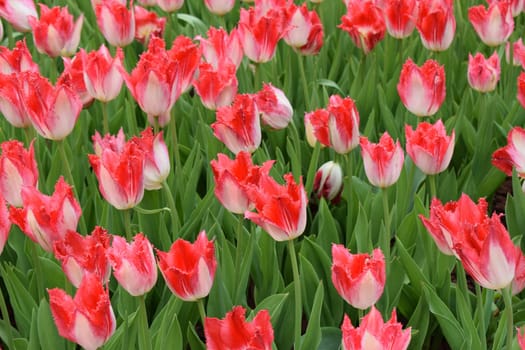 A field full of red tulips with jagged edges, mixed with some white tones. The tulips are in full bloom surrounded by vibrant green leaves. Wild Red Tulip Meadow