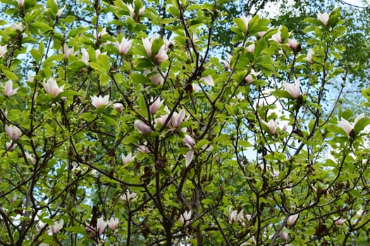 A tree in bloom with bright green leaves and white flowers with pinkish hues. The flowers are scattered on the branches, standing out against the background of a blue sky with some clouds.