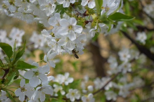 A view of a bee on a cluster of white flowers. The flowers have delicate white petals and yellow stamens. The background is a blur of similar white flowers, suggesting a garden or a blooming tree