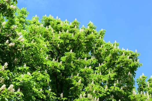The top of a flowering chestnut tree with green leaves and white flowers on a sunny day with a blue sky. The flowers are numerous and evenly distributed on the leaves of the tree.