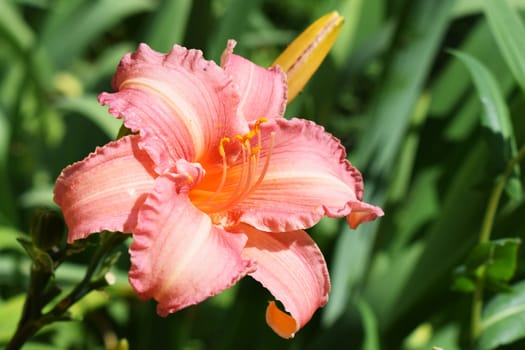 A close-up of a blooming pink daylily flower with yellow stamens. The flower is surrounded by green foliage, and there is a bud next to the fully opened flower.