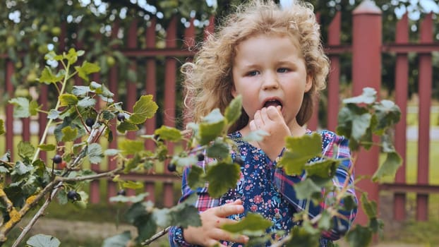Blond curly haired little girl eating fresh currant from a bush in a garden during summer holidays