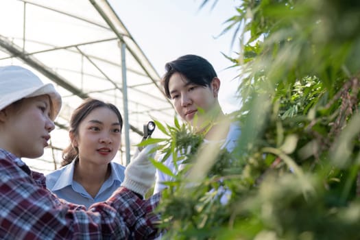 Two researchers intently examining cannabis plants using a magnifying glass while a gardener assists in a greenhouse environment.