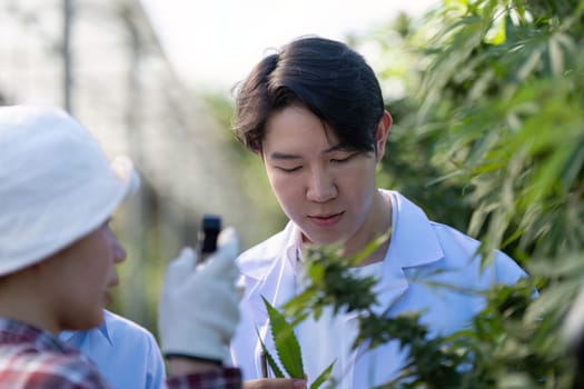 An Asian researcher examining cannabis plants while discussing findings with a gardener in a greenhouse environment.