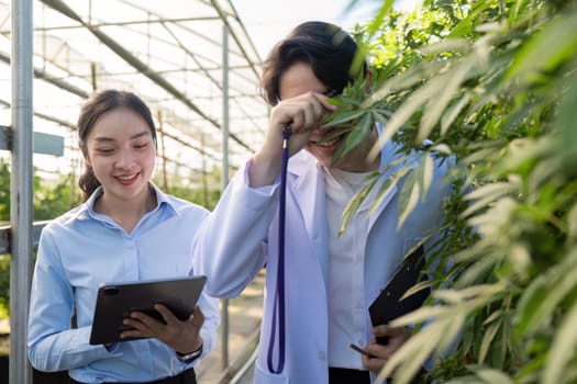 Two researchers sharing a light-hearted moment as they study cannabis plants in a vibrant greenhouse environment.