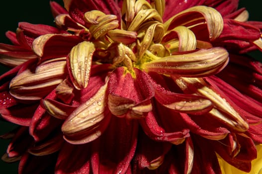 Red chrysanthemum isolated on black background. Flower heads macro.