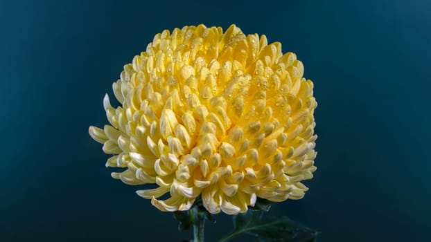 Yellow chrysanthemum flower on a blue background. Flower head close-up