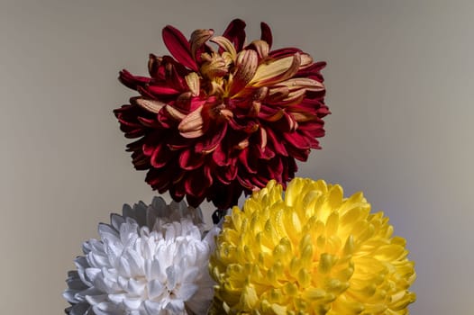 Bouquet of three multi-colored chrysanthemums on a gray background