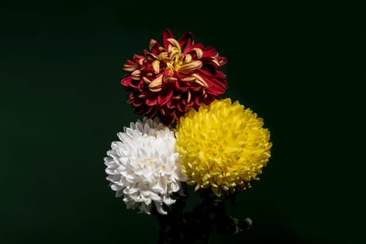 Bouquet of three multi-colored chrysanthemums on a dark green background